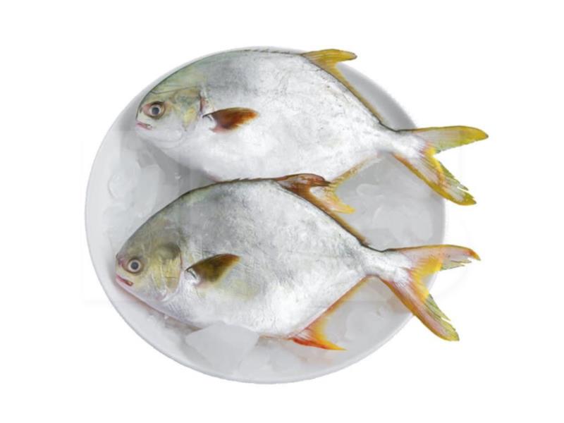 Golden Pomfret