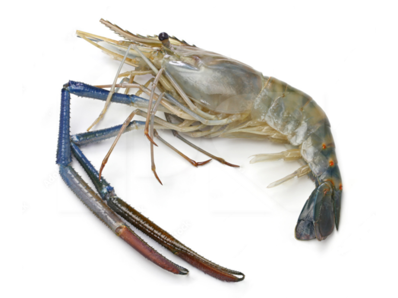 Fresh Water Prawn