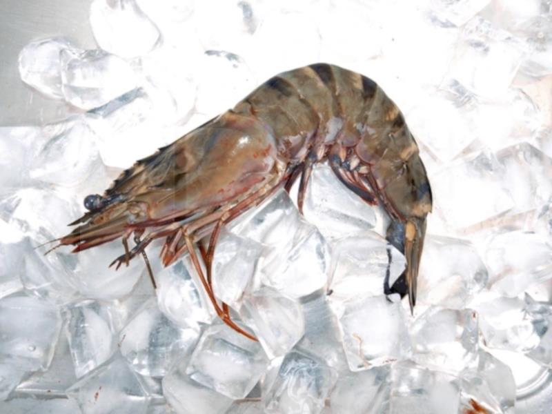 Sea Tiger Hoso Prawn Head On