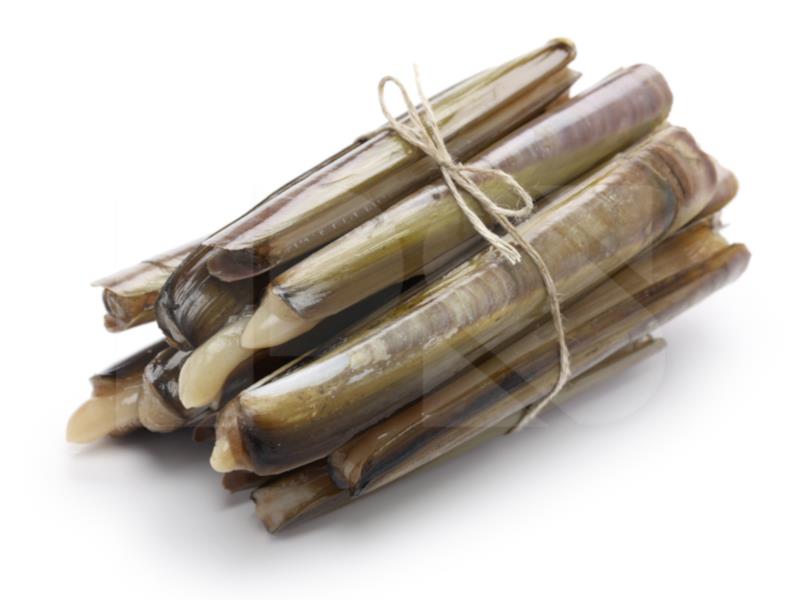 Bamboo Clam