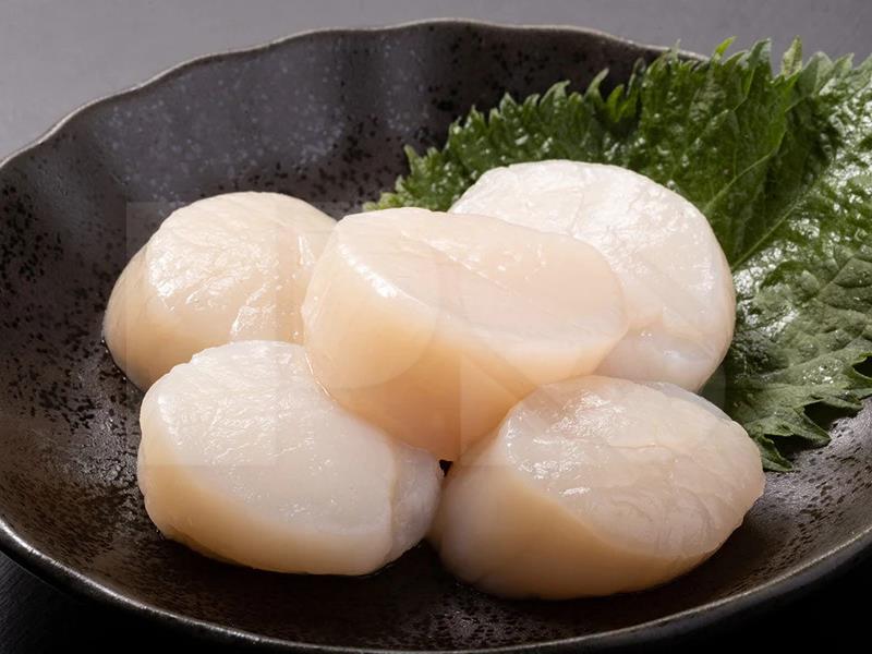 Canada Scallop