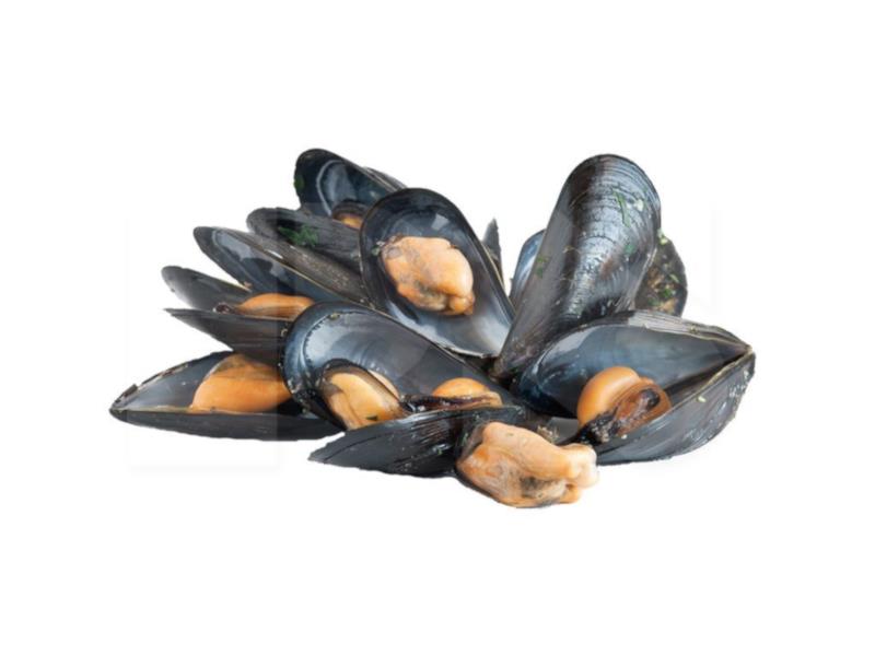 China Black Mussel