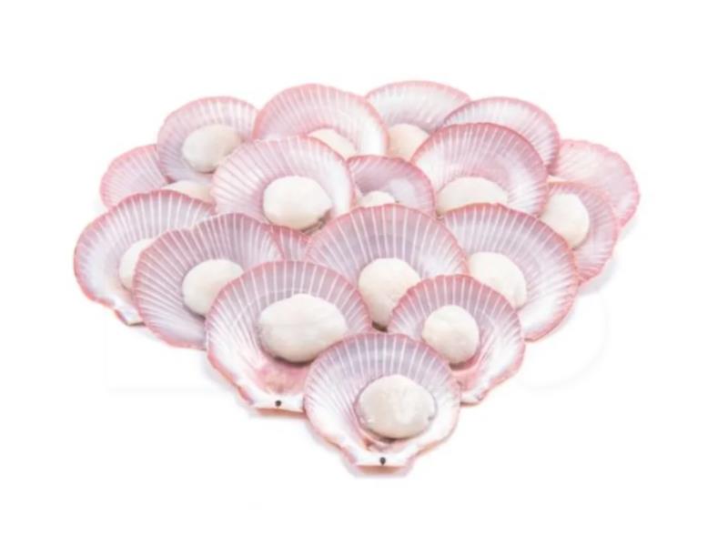 Half Shell Pink Scallop