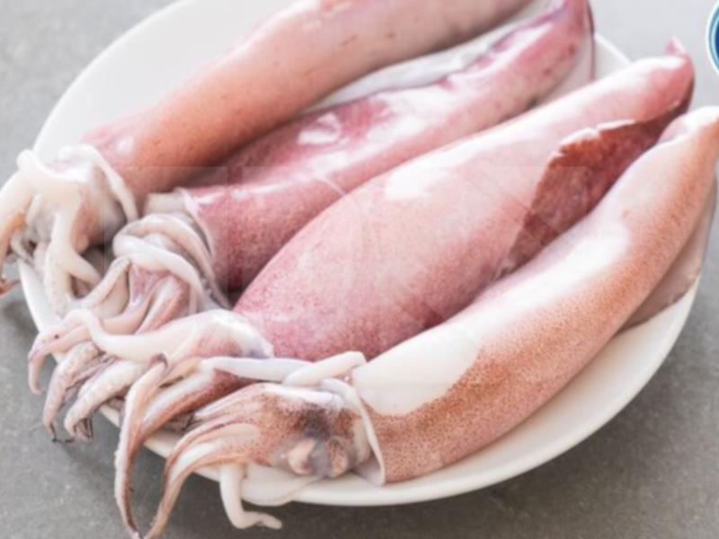 Sotong Loligo