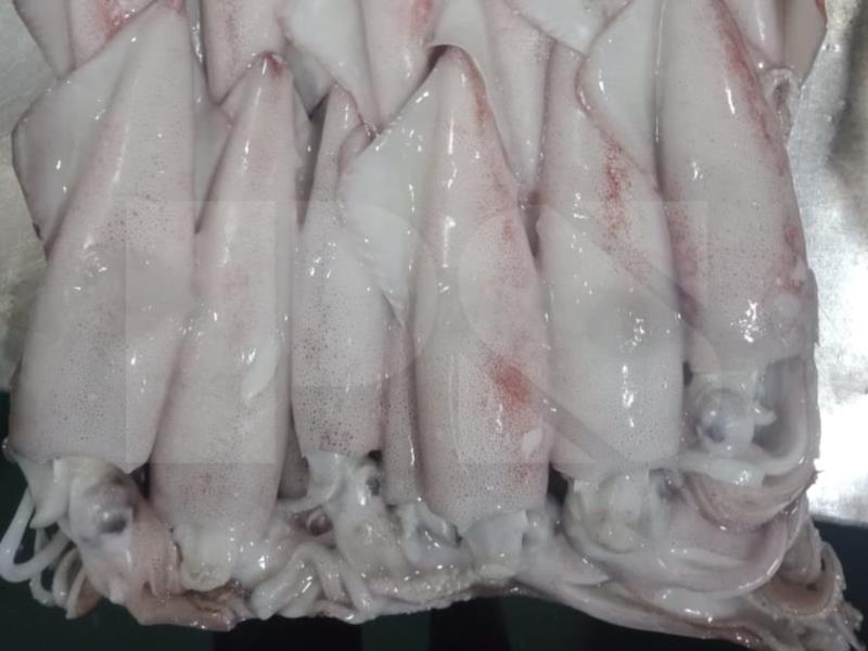 Indonesia Squid