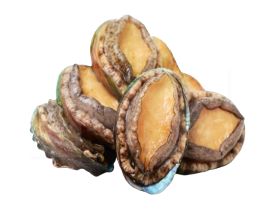 Abalone Half Shell